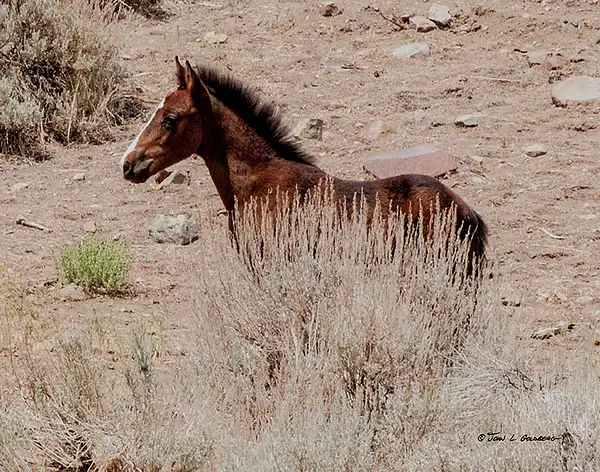 140716054 Mustangs at 7 Mile Canyon by John Goldberg