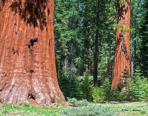 150404012 Sequoias at Mariposa Grove by John Goldberg