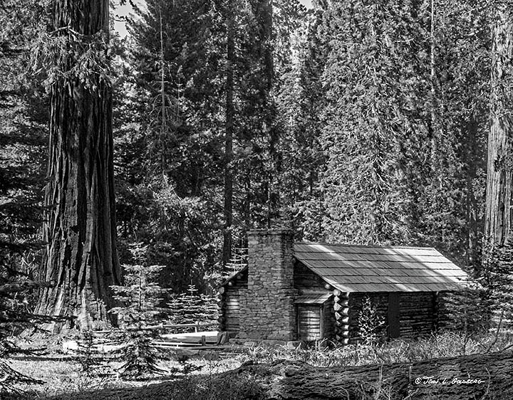 150404015BW Sequoias and Cabin at Mariposa Grove