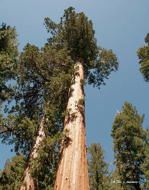 150404018 Sequoias at Mariposa Grove