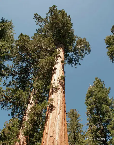 150404018 Sequoias at Mariposa Grove by John Goldberg