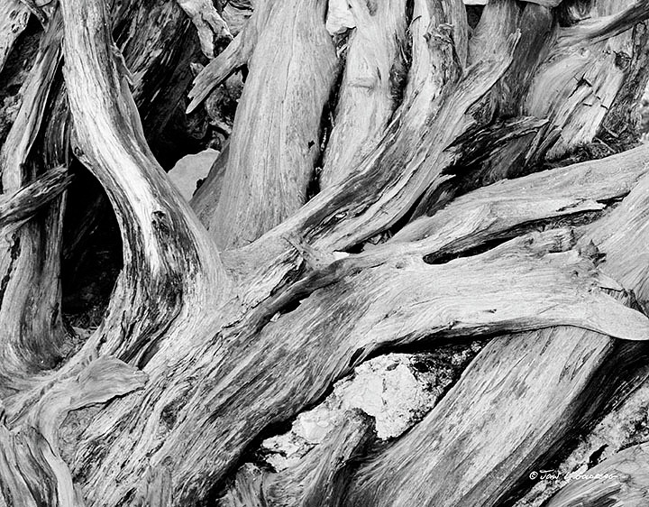 150404019BW Sequoia Root at Mariposa Grove
