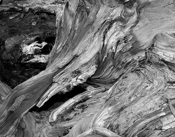 150404021BW Sequoia Root at Mariposa Grove