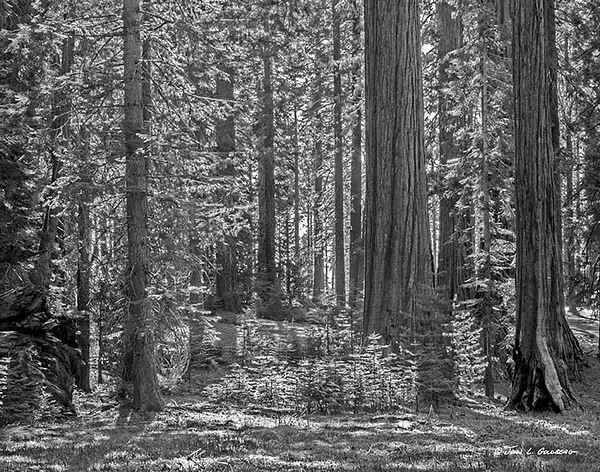 150404031BW Sequoias at Mariposa Grove by John Goldberg