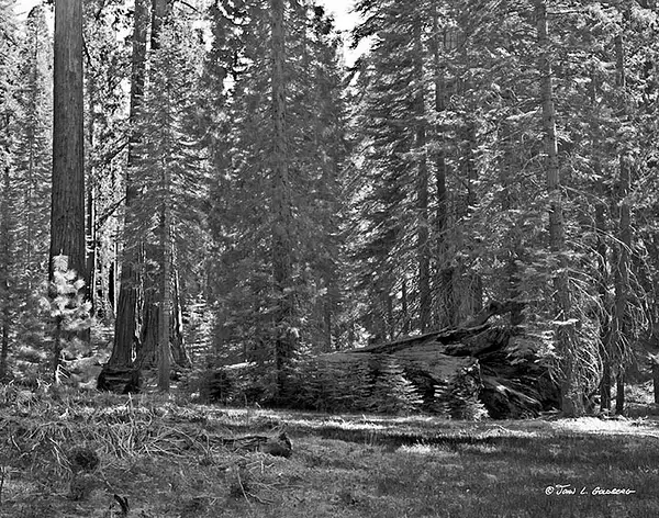 150404035BW Sequoias at Mariposa Grove by John Goldberg