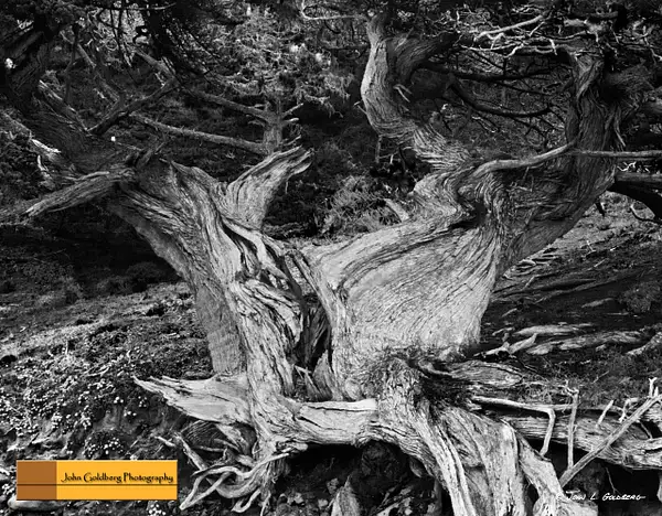 150822009BW Cypress Tree by John Goldberg