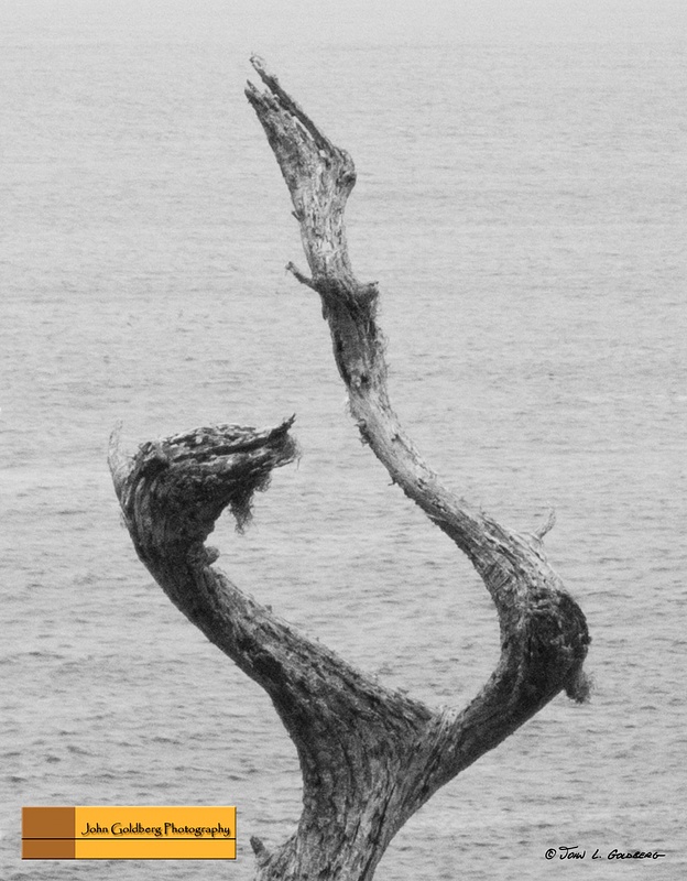 150822011BW The Pelican and the Snake