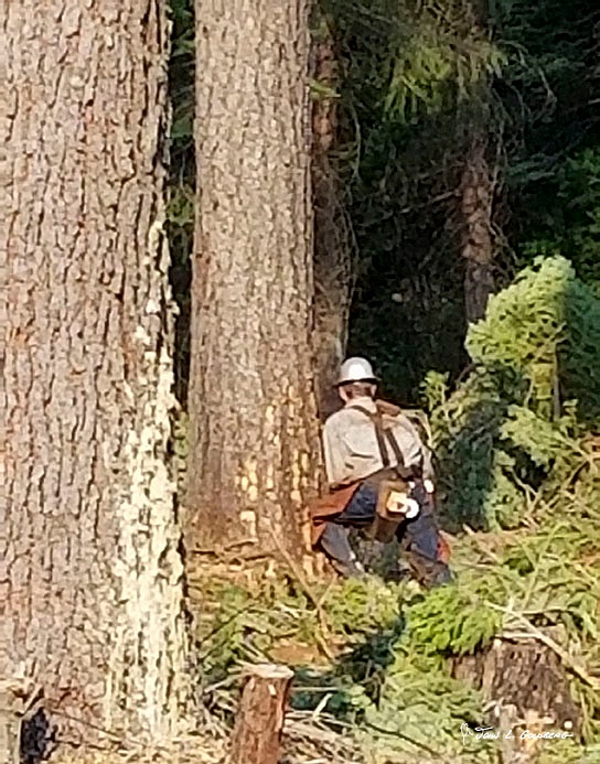 180703001 FIT 2018 Logging at Sierra Pacific Property