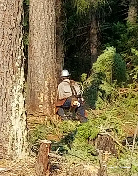 180703002 FIT 2018 Logging at Sierra Pacific Property by...