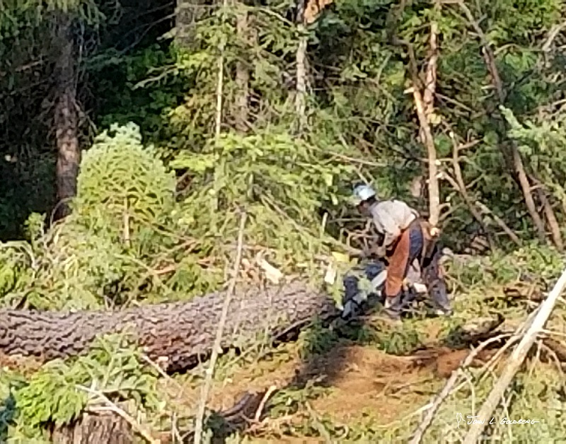 180703005 FIT 2018 Logging at Sierra Pacific Property