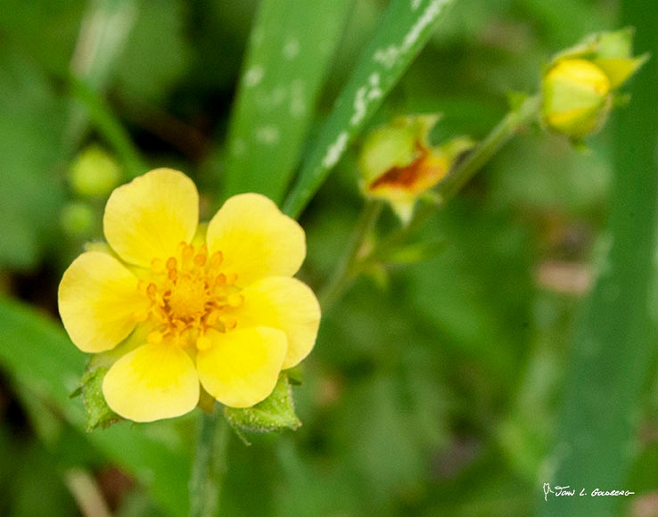 180706012 FIT 2018 Sticky Cinquefoil on Paradise Meadow Trail