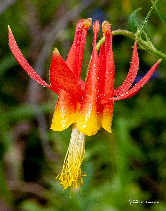 180706011 FIT 2018 Columbine on Paradise Meadow Trail