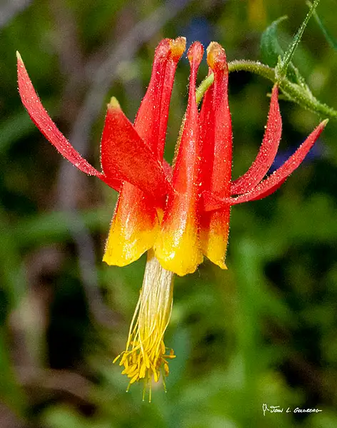 180706011 FIT 2018 Columbine on Paradise Meadow Trail by...