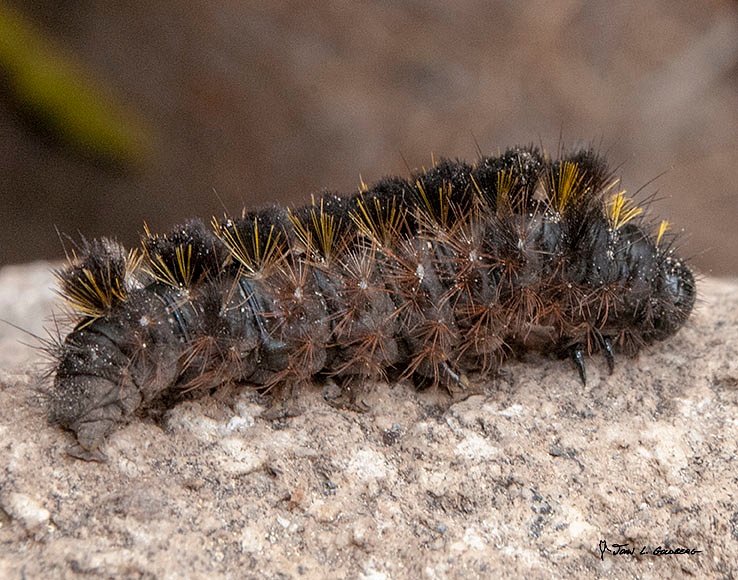 180706017 FIT 2018 Caterpillar on Paradise Meadow Trail