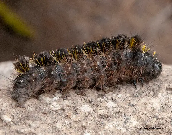 180706017 FIT 2018 Caterpillar on Paradise Meadow Trail...