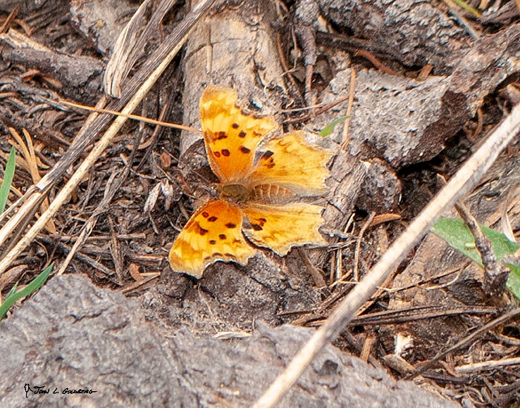 180706036 FIT 2018 Hoary Comma on Paradise Meadow Trail