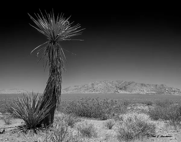 190620001BW Mojave Yucca, Joshua Tree NP by John Goldberg