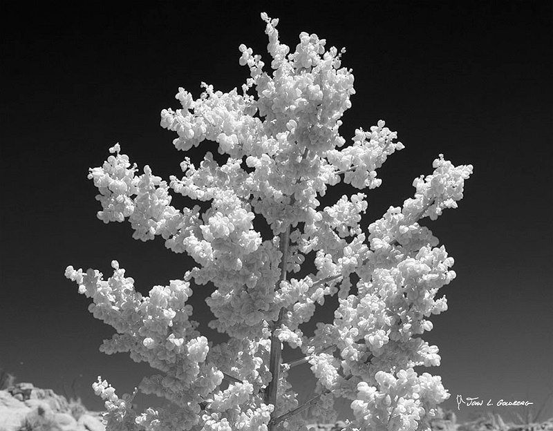 190620005BW Mojave Yucca, Joshua Tree NP