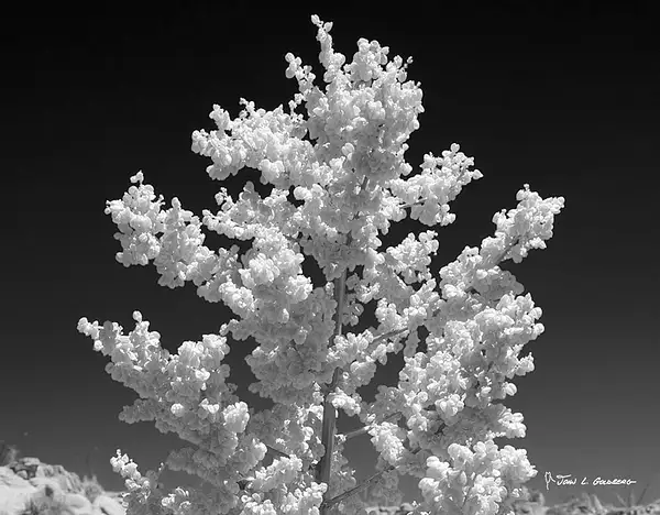 190620005BW Mojave Yucca, Joshua Tree NP by John Goldberg