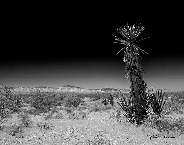 190620002BW Mojave Yucca, Joshua Tree NP by John Goldberg