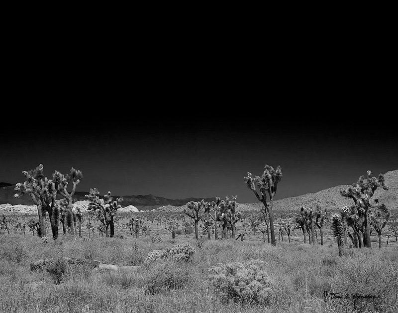 190621010BW Desert Queen Mine Trail, Joshua Tree NP