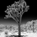 Joshua Tree in Black and White (and a Little Bit of Color)