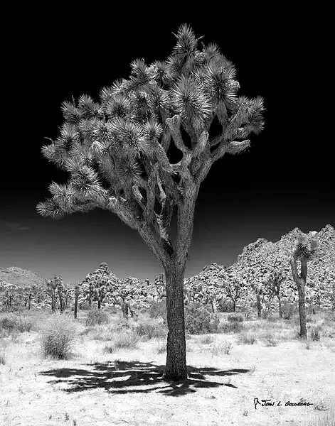 Joshua Tree in Black and White (and a Little Bit of...