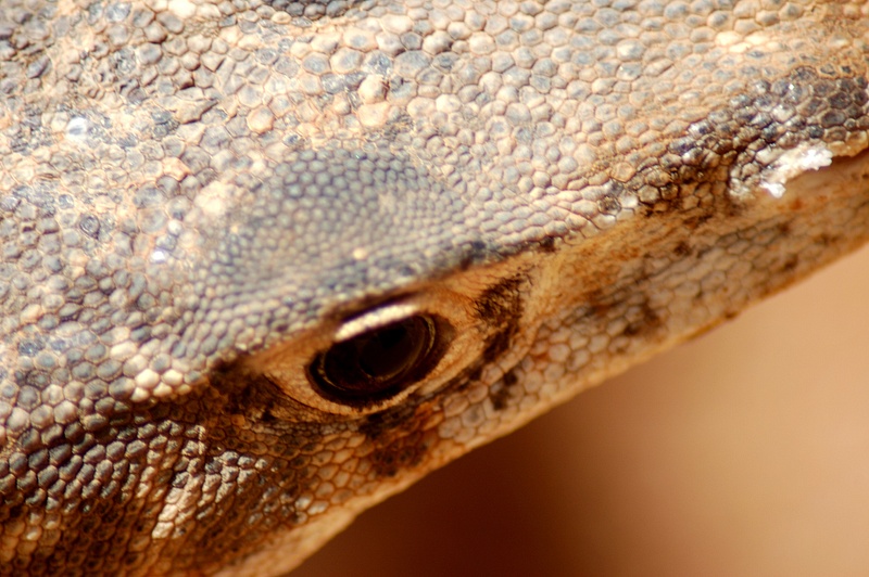lizard_close_up