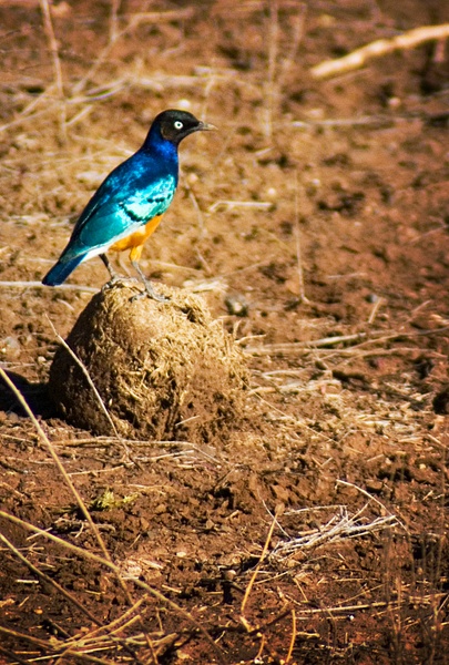 bird crop - Kenya - Steve Juba