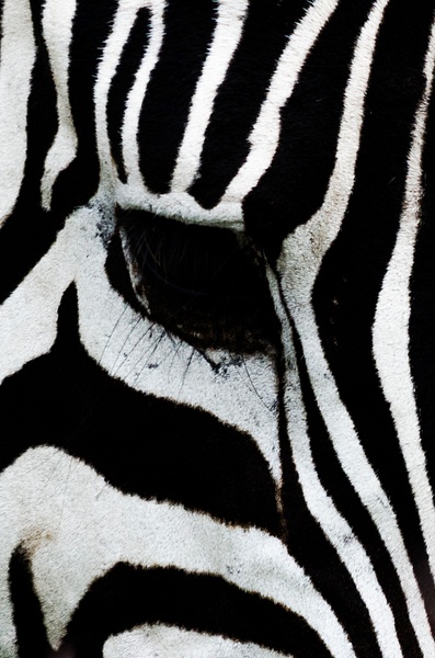 zebra eye vert - Tanzania - Steve Juba