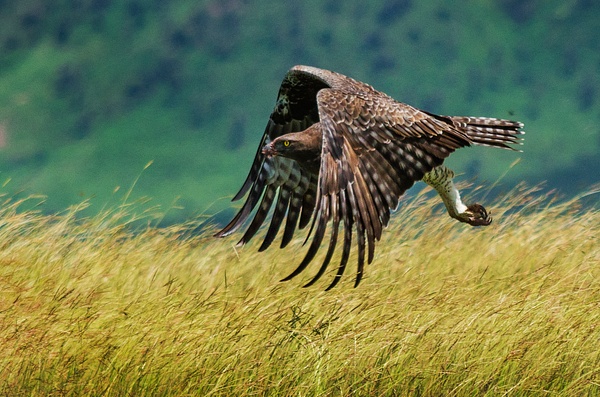 hawk 2 crop - Wildlife - Steve Juba