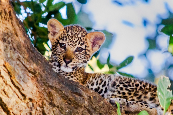 Leopard Cub Med - Zambia - Steve Juba 