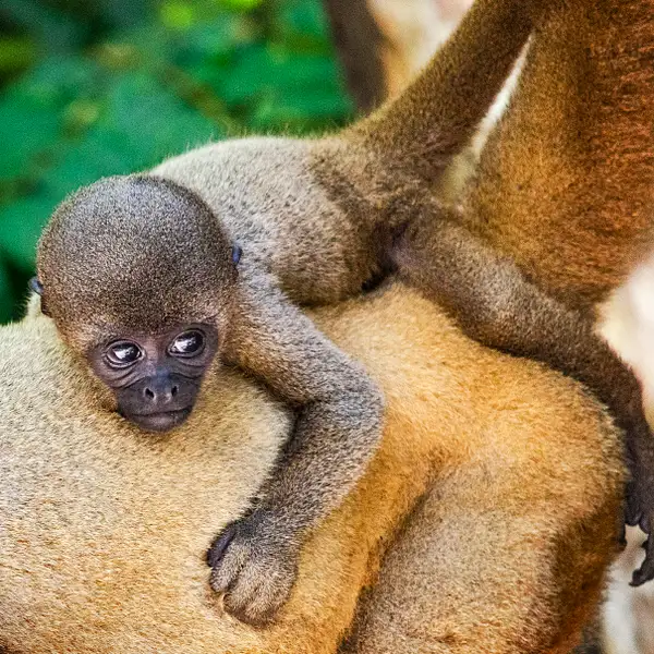Baby monkey by Stevejubaphotography