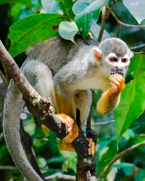 Amazon Monkey - Australia - Steve Juba 