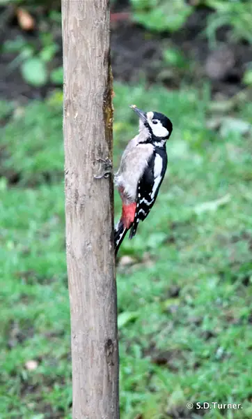 Great Spotted Woodpecker by Bacaloca