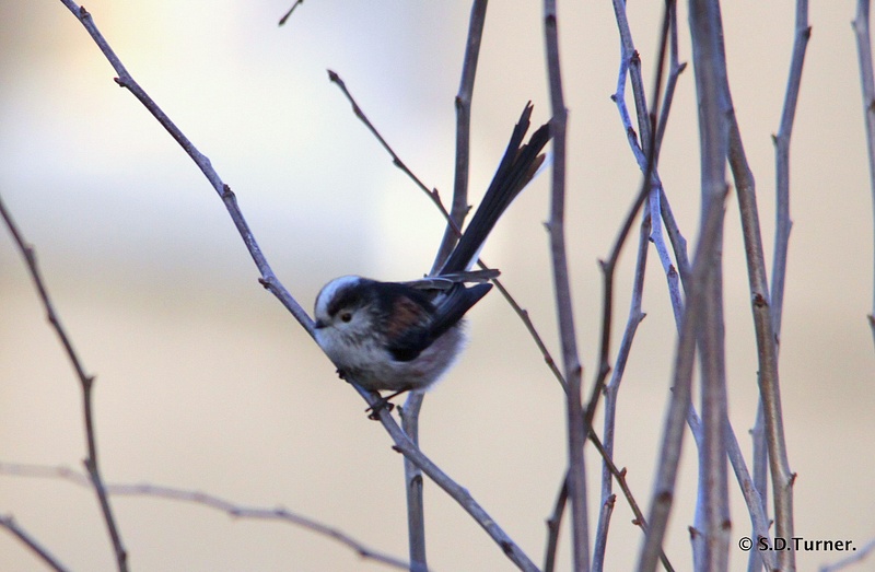 Long Tailed Tits.