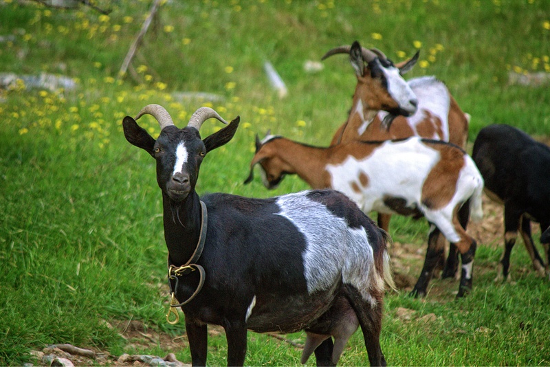Goats at the Bonavista Social Club