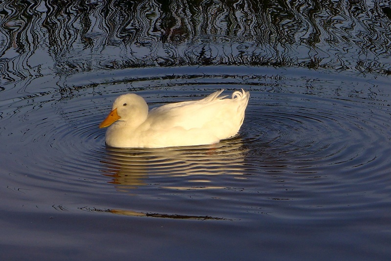 Duck in the pond