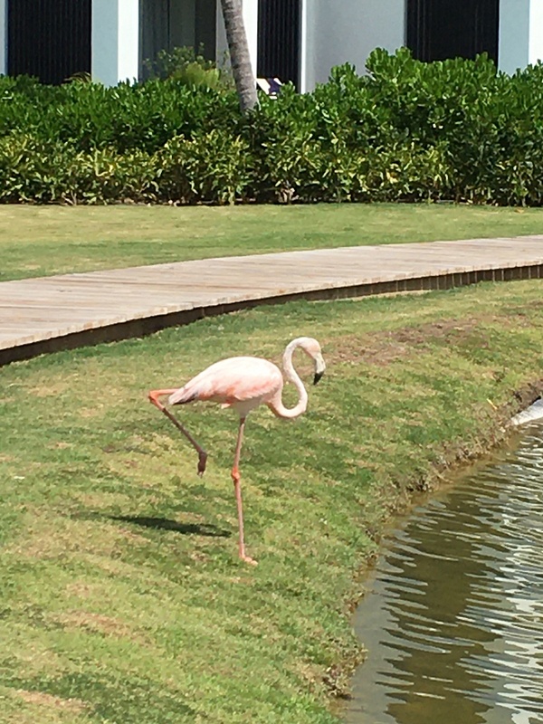 Resident flamingo