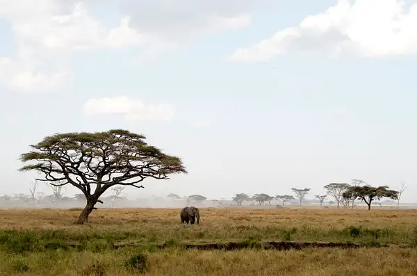 IMGP0693-Serengeti by Buutopia