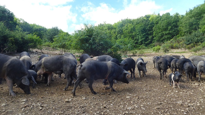 The pig farm