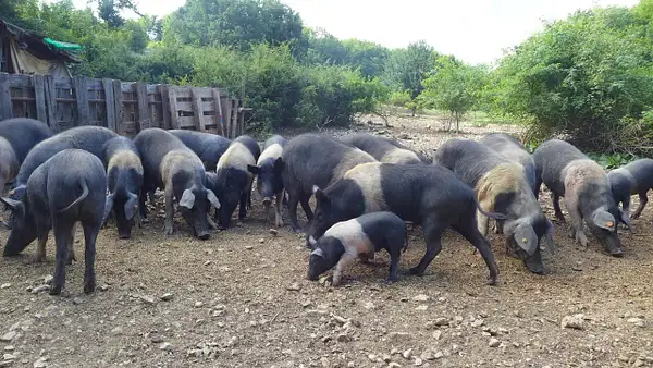 The pig farm by CultureDiscovery