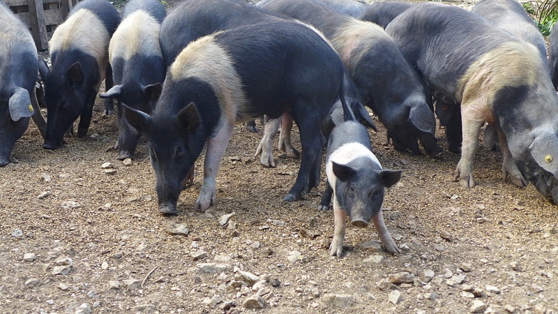 The pig farm