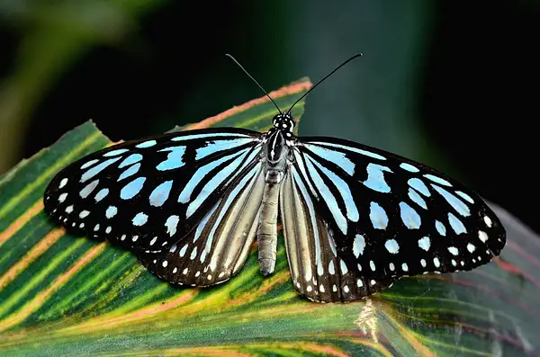 Butterfly by Yannick Ongena
