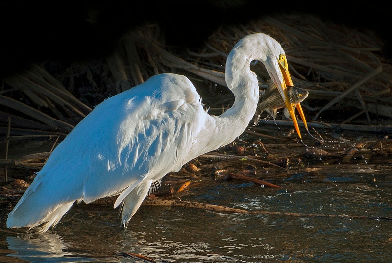 Great Egret with Fish-Heide Stover-none
