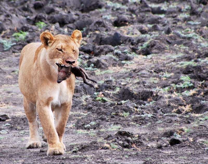 Female Lion with Young Warthog, Zimbabwe - Richard Finn