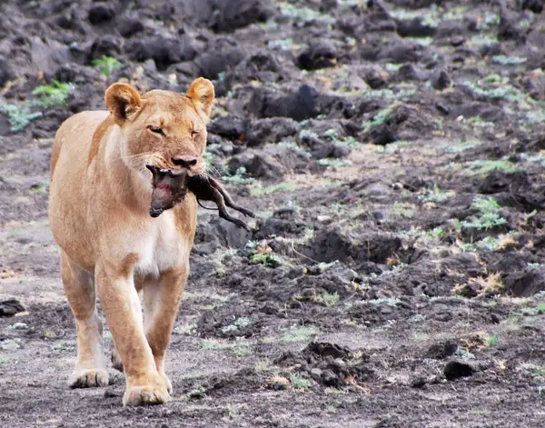 Female Lion with Young Warthog, Zimbabwe - Richard Finn...