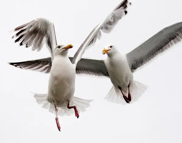 Gulls off the Coast of Norway - Richard Finn by Yerba...