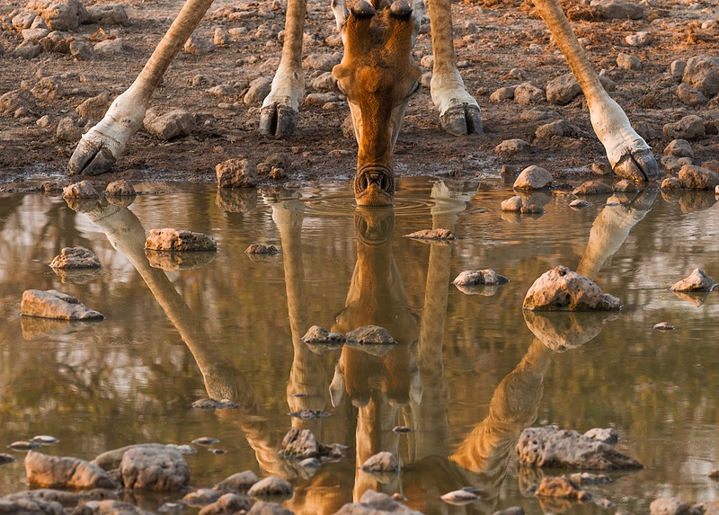 Giraffe and Its Reflection