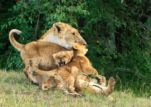 Lion Cubs and Their Mother - Ning Lin by Yerba Buena...